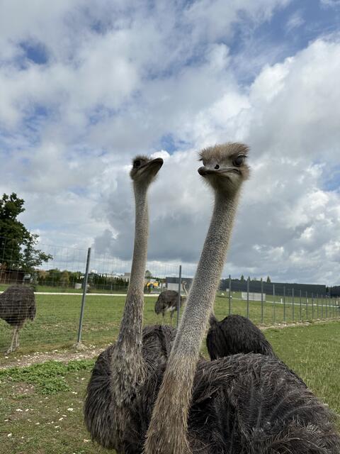 Michael Eschlböck-Bauer und Michaela Schimek vom Gasthaus Reihofer in Wels betreiben ihre eigene Straußenfarm. | Foto: BRS
