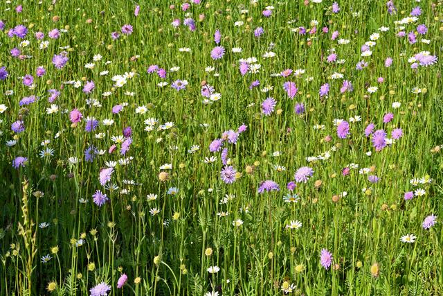 Erst nach dem Verblühen und dem Reifen der Blumensamen wird die Wiese im Garten gemäht.