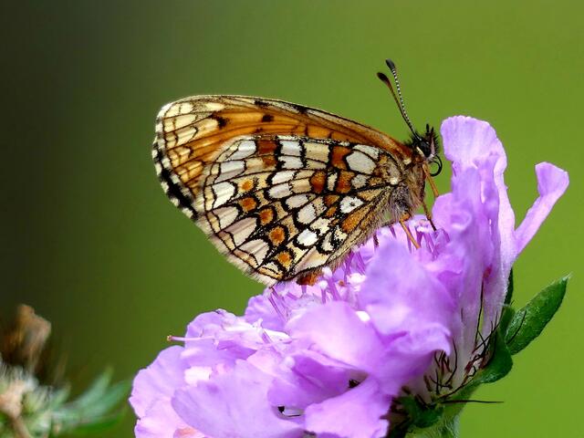 Wachtelweize-Scheckenfalter. 