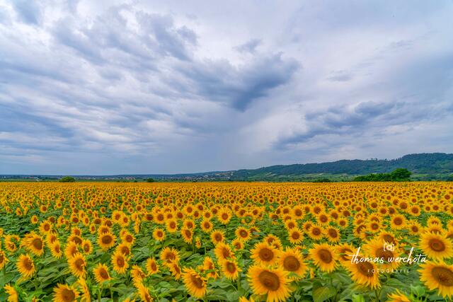 Was für ein Drama im Himmel zu dem Sonnenblumenfeld Richtung Donnerskirchen fotografiert.

Heute Morgen, als ich von zu Hause Richtung Purbach/Donnerskirchen gefahren bin, dachte ich mir schon, heute musst du ein wenig schneller fotografieren, denn es war Regen angesagt.

Voila - Hier ein Blick auf Donnerskirchen und die wohl mehr als Hundert Tausende Sonnenblumen in ihrer Pracht! | Foto: Thomas Werchota