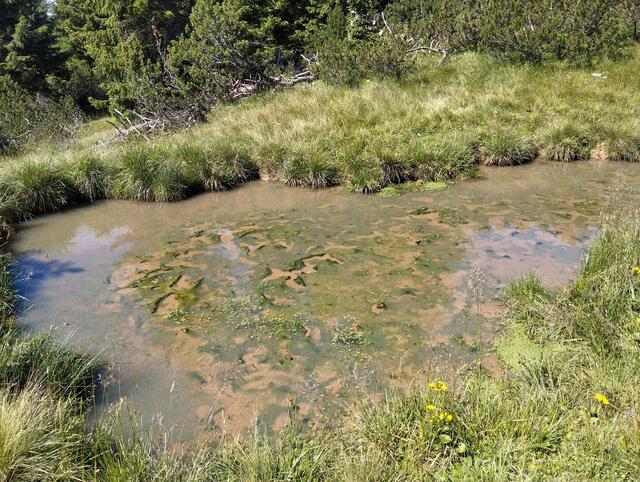 Am Lackenstein sind Hochmoorreste zu finden