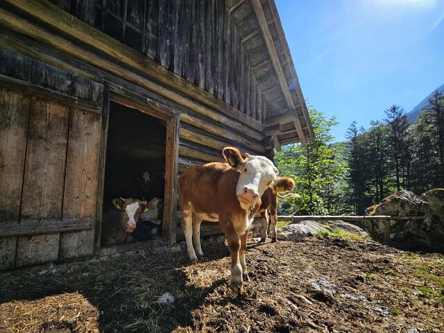 Kuh guckt neugierig, nahe dem Hochkogel bei Ebensee | Foto: Christian Hahn
