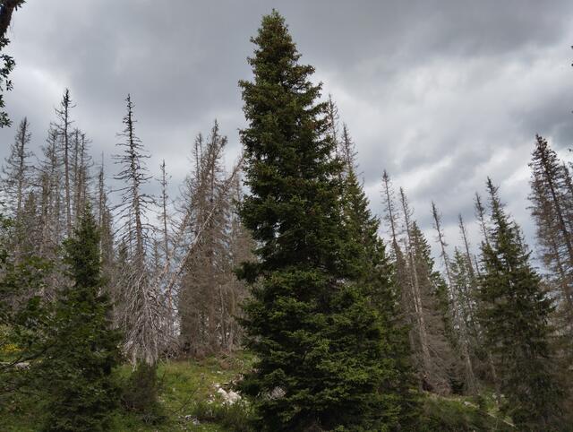 Hier hat der Borkenkäfer seine spuren an den Fichten auf 1500m Seehöhe hinterlassen.
