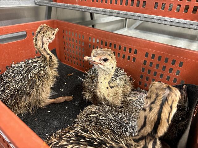 Vogelstrauß made in Wels: Das Gasthaus Reihofer in Wels züchtet seine eigenen Riesenvögel. Jetzt gibt es wieder Nachwuchs und die BezirksRundSchau war vor Ort. | Foto: BRS