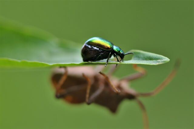 ....haben den selben Speiseplan und sind reine Pflanzenfresser. Also ein friedliches MITEINANDER.😉
Vor der Paarungszeit und kurz vor der Eiablage (legt einige hundert Eier) ist der Bauch des Saurampferkäfer-Weibchens aufgedunsen. 
Habe ich vorher noch nie gesehen. Dachte zuerst dieses Käfer`l ist krank..
