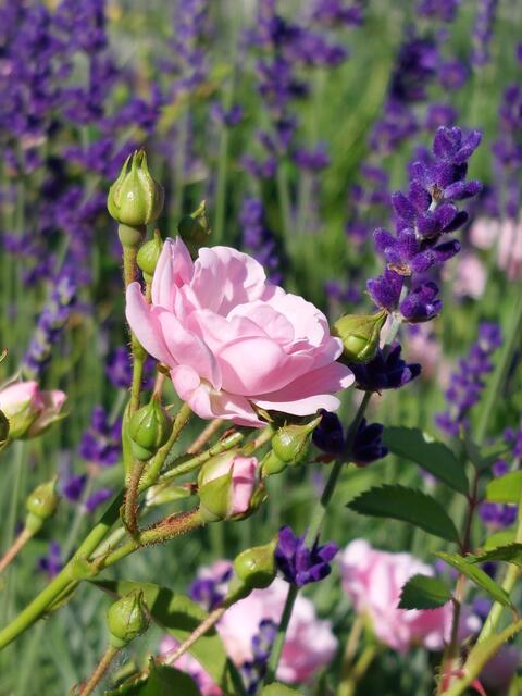 Blumen wieder mal... | Foto: Karl Nessmann