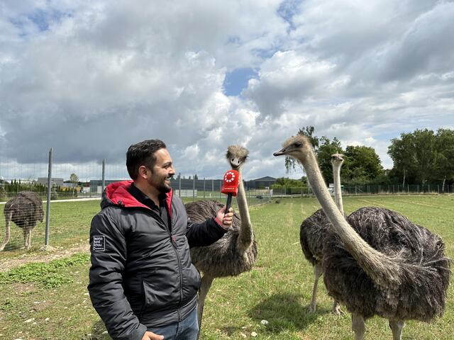 Im Interview: Der Welser Vogelstrauß von der Farm des Gasthauses Reihofer in der Pernau.  | Foto: BRS