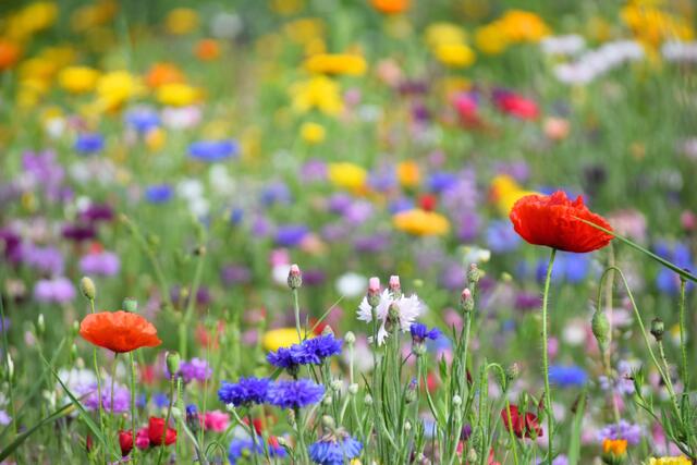 Auffallend schöne und bunte Blumenvielfalt.