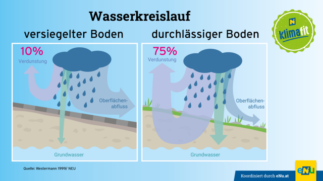 Pflanzen schließen den lokalen Wasserkreislauf - der Boden soll als Wasserspeicher dienen. | Foto: KLAR! Göllersbach