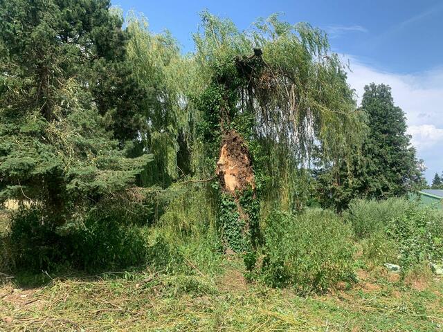 Foto: Pro Wilhelminenberg