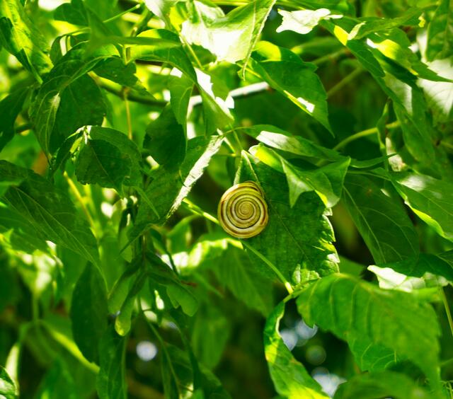 Bei uns sind die Schnecken auf den Bäumen! | Foto: Margit Schadler