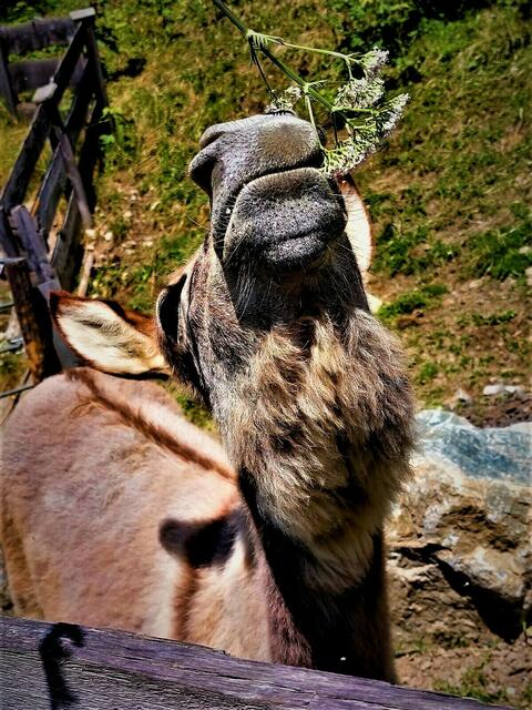 Foto: Christa Voller