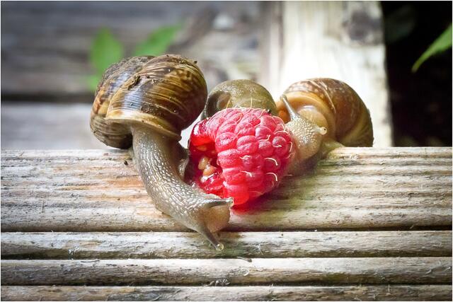 Mahlzeit | Foto: Henryk Schwarzer