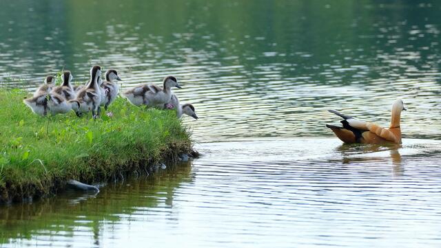 wir kommen schon | Foto: Roberto Moresco