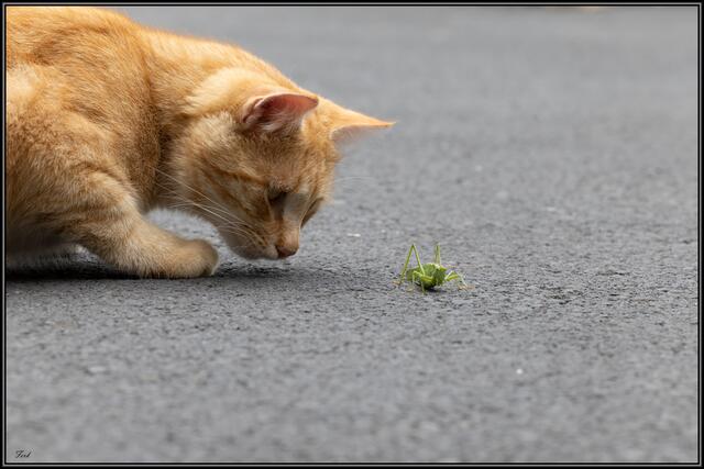 Eine Bekanntschaft die er wohl zum ersten mal macht :-) 
