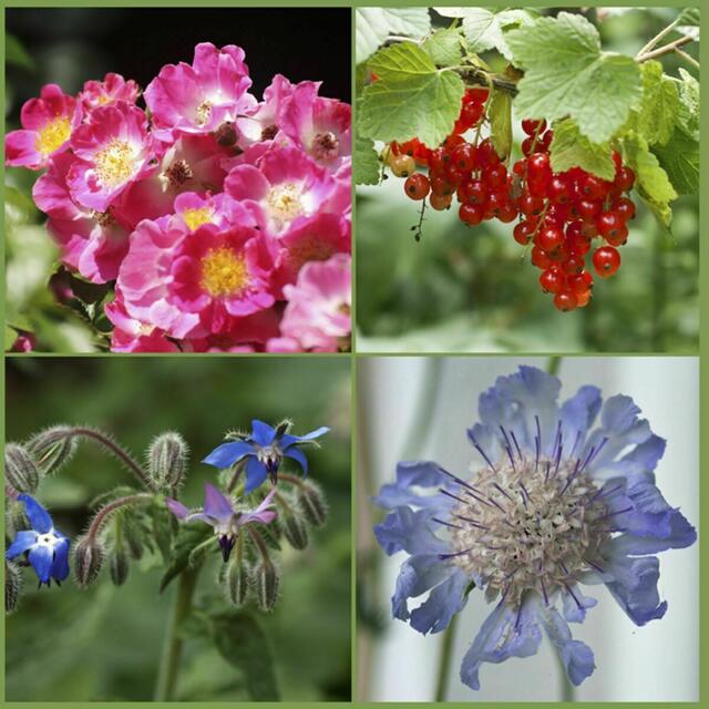 Im Garten | Foto: Gertraud Hölzl