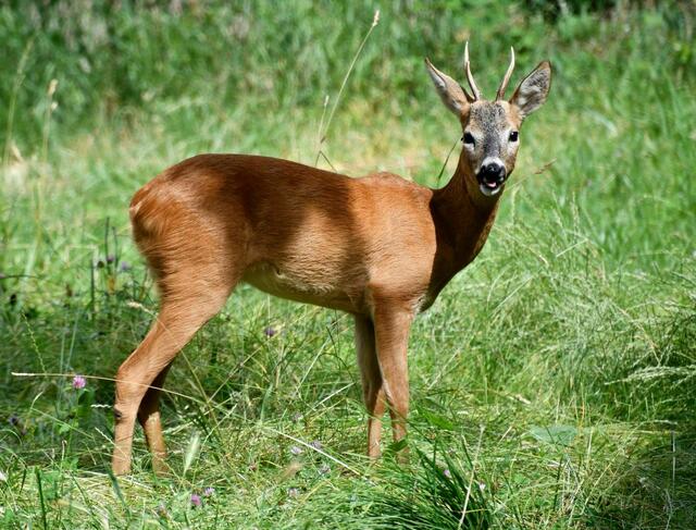 Auf der Streuobstwiese hat der Rehbock Äpfel entdeckt und war daher leicht zu fotografieren. LG Gaby 