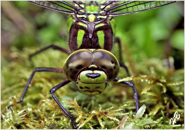 Schau mir in die Augen, Kleines  -- ein Blick in die Facettenaugen einer Libelle. GROSSANSICHT erwünscht ! !
