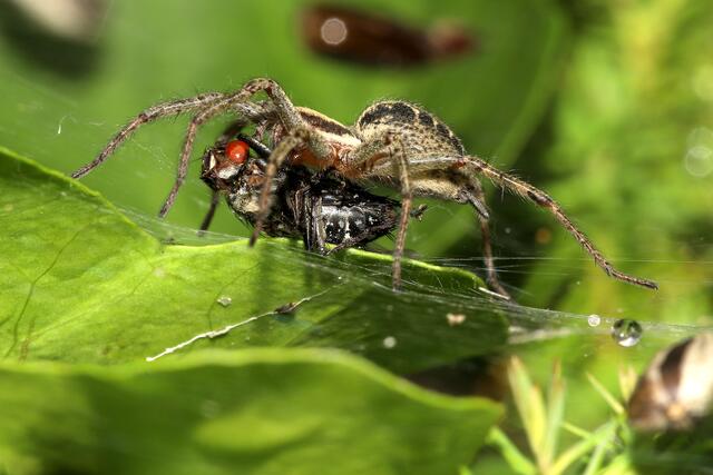 Ich habe dich erwischt | Foto: Erwin Weiss