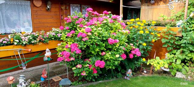 Unser Paradies in Favoriten. KGV Rudolfshöhe, Wandelröschen, Hortensien und Sonnenblumen schmücke die Rechte Seite des Gartens.
LG Renate