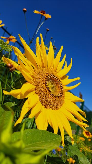 Wo immer du bist, sei ganz dort. ❤️  | Foto: Cornelia Jauk