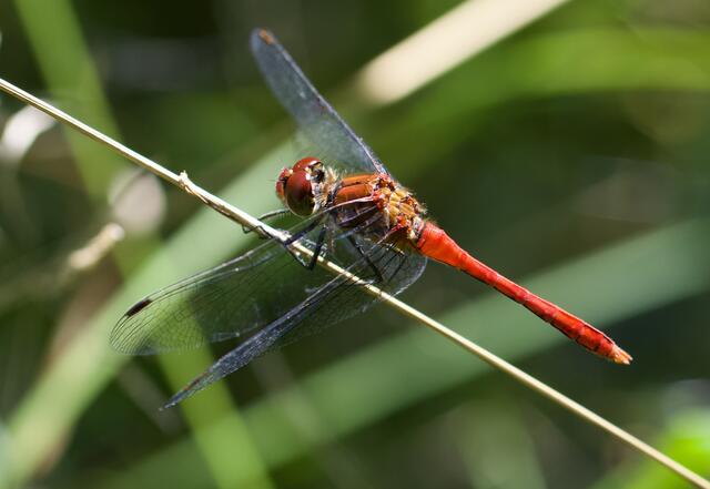 Blutrote Heidelibelle