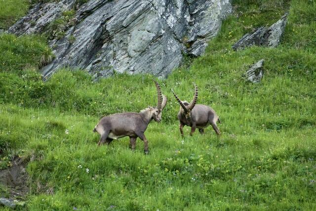 König der Alpen ! | Foto: Maria Harlander