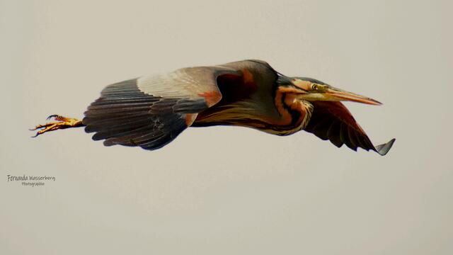 Purpurreiher im Sinkflug | Foto: Fernanda Wasserberg