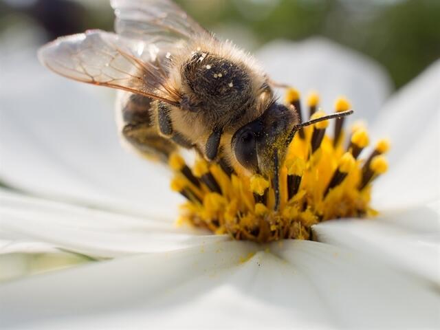 Montaperti Roland  | Foto: Montaperti Roland 