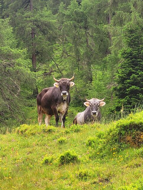 Almochsen | Foto: Johann Gatt, Vals