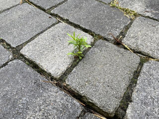 Starke Pflänzchen kämpfen sich auch zwischen Pflastersteinen durch. | Foto: Alexandra Goll