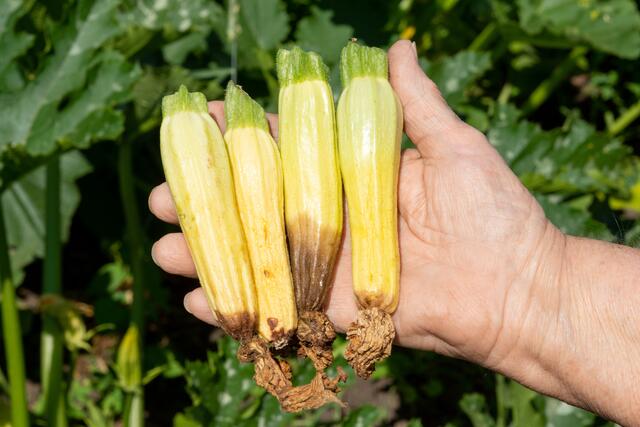 Natur im Garten: So beugt man faule Stelle an Zucchini oder Krbis vor -  Lilienfeld
