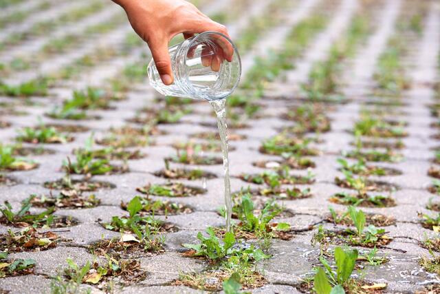 Die Vegetation verlangsamt den Wasserabfluss. | Foto: KLAR! Göllersbach