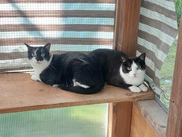 Die zwei ganz zauberhaften Jungs lieben sich, brauchen einander und werden daher nur zusammen vermittelt. | Foto: Tierheim Reutte