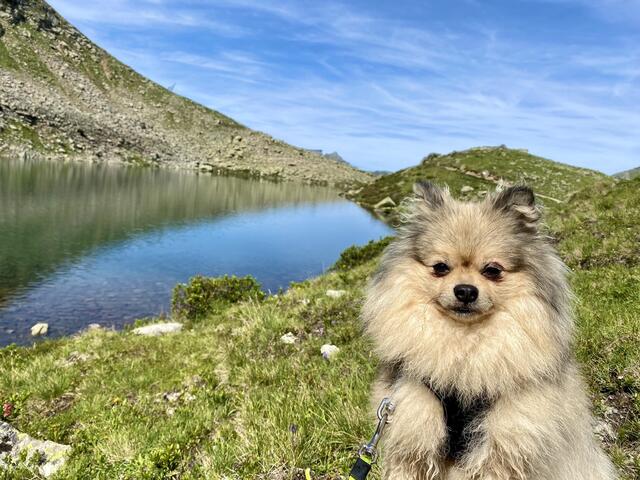 Furby am Plenderlessee in Kühtai | Foto: Claudia Markt