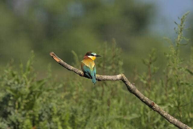 Der tropisch bunt gefärbte Bienenfresser ist, wie auch Blauracke und Wiedehopf, ein seltener Anblick in der Steiermark. | Foto: E. Bernhart
