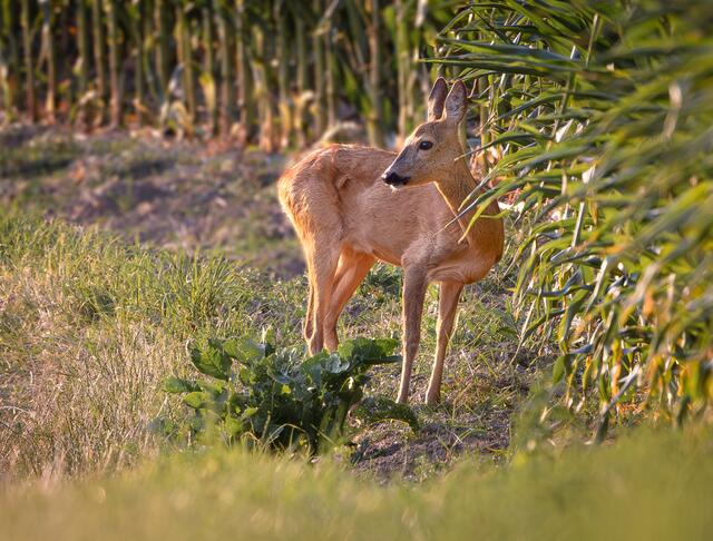Überraschende Begegnung von heute Abend.
