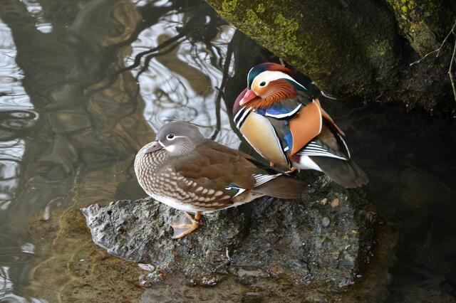 Die seltenen Mandarinenenten | Foto: Narrath