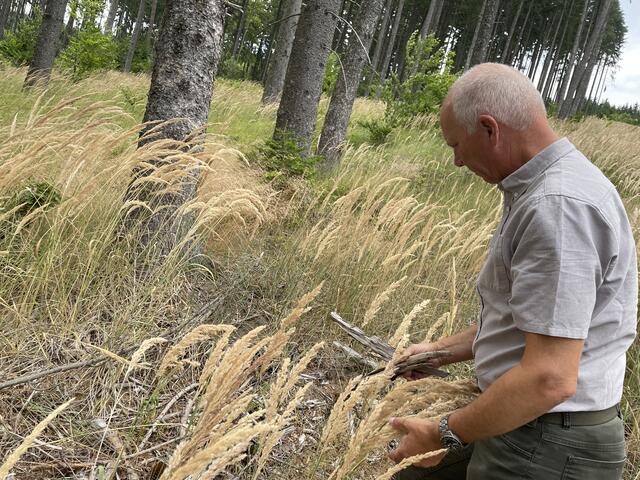 Das Gras brennt wie Zunder  | Foto: Foto: Martina Schweller
