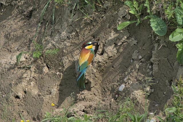 Ein unbesonnenes Eindringen in den Lebensraum der Tiere kann zum Scheitern ganzer Bruten führen. | Foto: E. Bernhart
