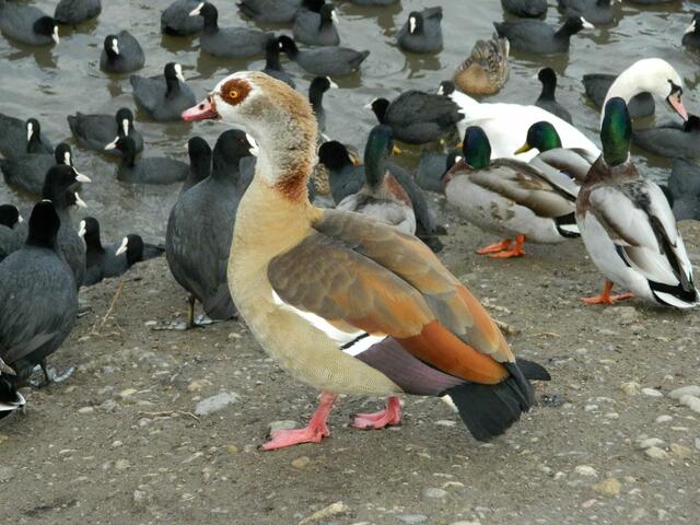 Die Nilgans | Foto: Narrath