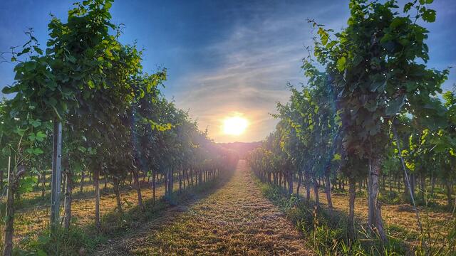 Ein Sommerabend zwischen Gumpoldskirchen und Thallern | Foto: Gerhard Eigner 
