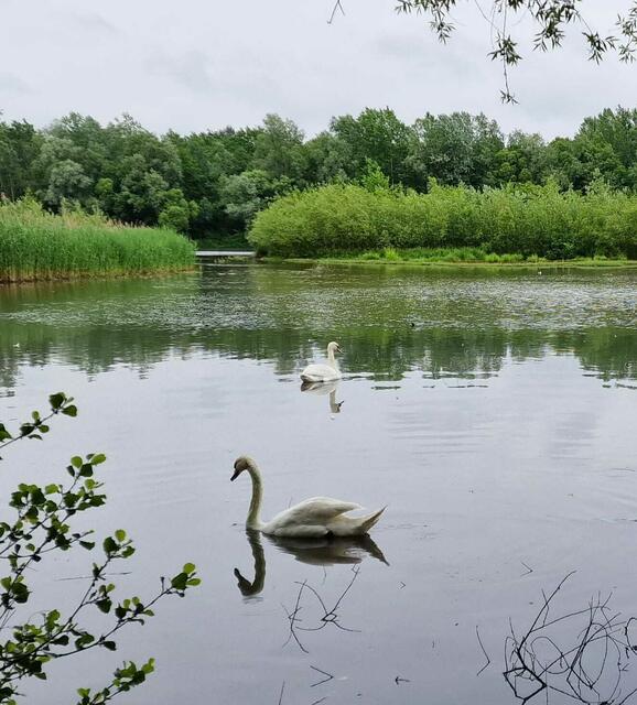 Schwäne ziehen ihre Runden am Stausee | Foto: Narrath