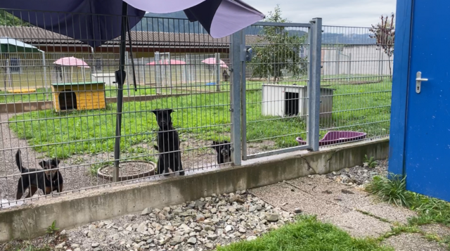 Ein Teil vom Außengehege der Hunde im Tierheim Kapfenberg.  | Foto: Koidl