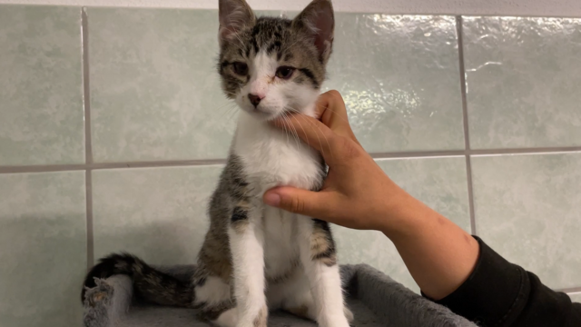 Pepo sucht auch noch ein Zuhause – am liebsten mit Katzengesellschaft.  | Foto: Koidl