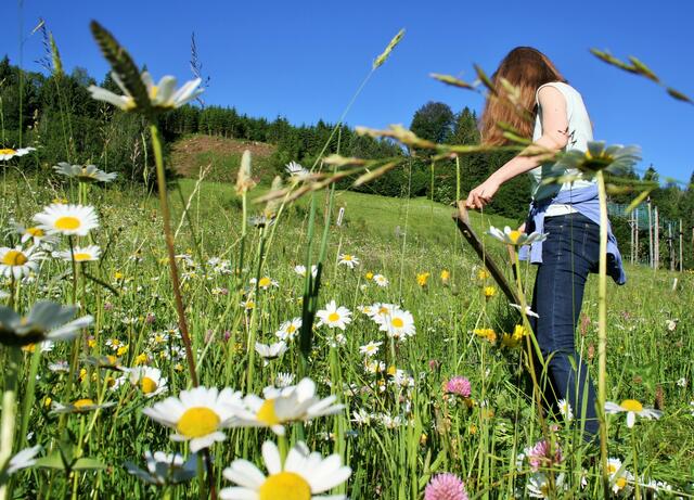 Verwaldung Naturpark Ötscher Tormäuer. | Foto: Naturpark Ötscher-Tormäuer