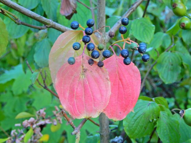 Ein Hauch von Herbst...