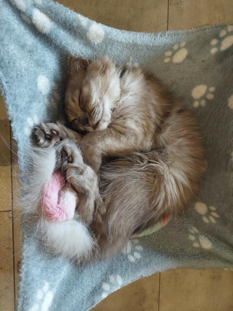 Das neun Monate alte Katzenmädchen Yuna schläft in ihrer geliebten Hängematte | Foto: Doris Raffling