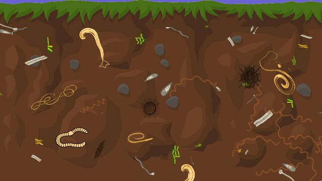 Mikroben bis zu den komplexesten Säugetieren Organismen. 
Enchytraeidae haben den höchsten Anteil an Arten im Boden (98,6 %), 
gefolgt von Pilzen (90 %), Plantae (85,5 %) und Isoptera (84,2 %). 
Der Boden ist artenreicher, als wir je gedacht haben.
 | Foto: Symbolgrafik: Josef Glaser