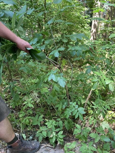 Foto: Roland Wurzinger